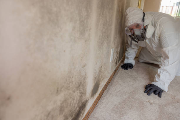 Best Water Damage & Mold Remediation  in USA